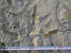写真11 トリの足跡化石