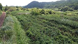 �鎭�֐Ձi����X��Ձj